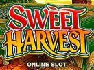 Sweet Harvest